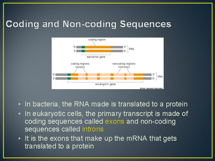 Coding and Non-coding Sequences • In bacteria, the RNA made is translated to a