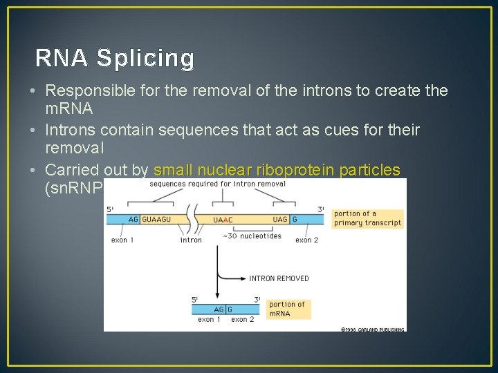 RNA Splicing • Responsible for the removal of the introns to create the m.