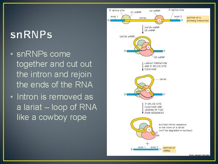 sn. RNPs • sn. RNPs come together and cut out the intron and rejoin