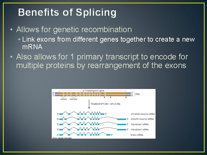 Benefits of Splicing • Allows for genetic recombination • Link exons from different genes