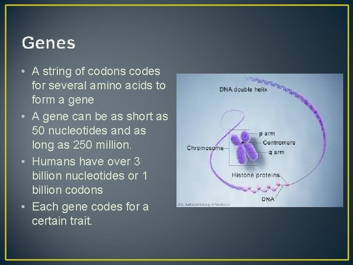 Genes • A string of codons codes for several amino acids to form a