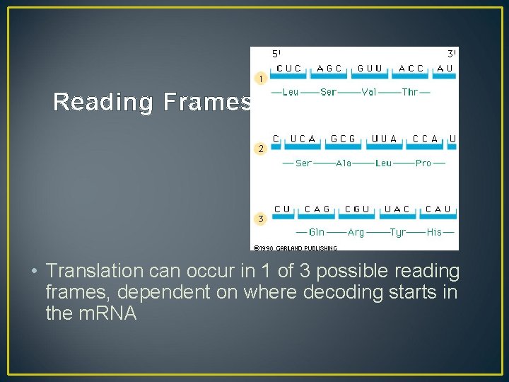 Reading Frames • Translation can occur in 1 of 3 possible reading frames, dependent