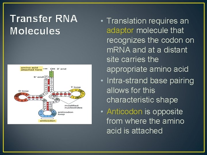 Transfer RNA Molecules • Translation requires an adaptor molecule that recognizes the codon on