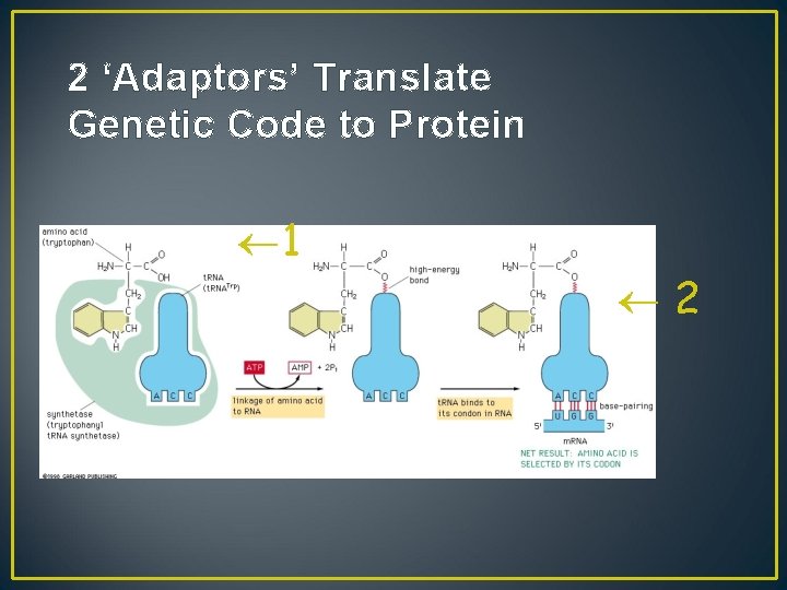 2 ‘Adaptors’ Translate Genetic Code to Protein 1 2 