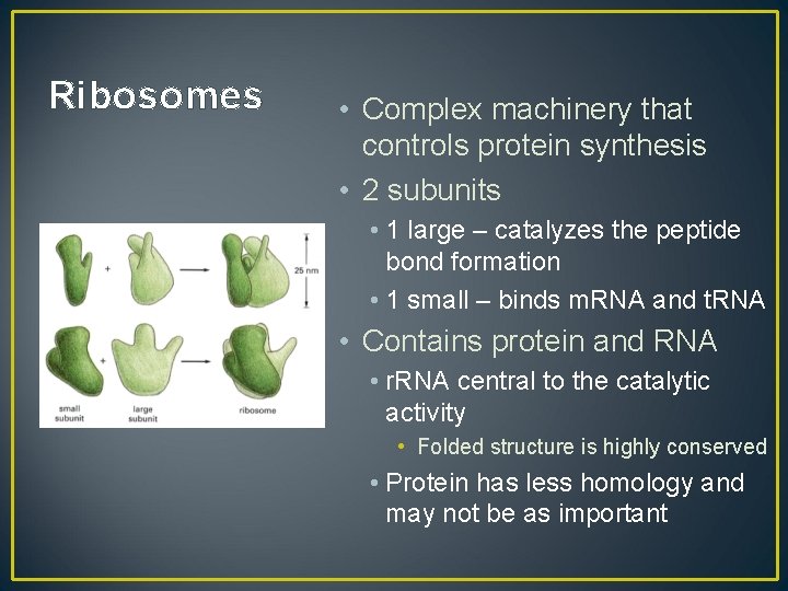 Ribosomes • Complex machinery that controls protein synthesis • 2 subunits • 1 large