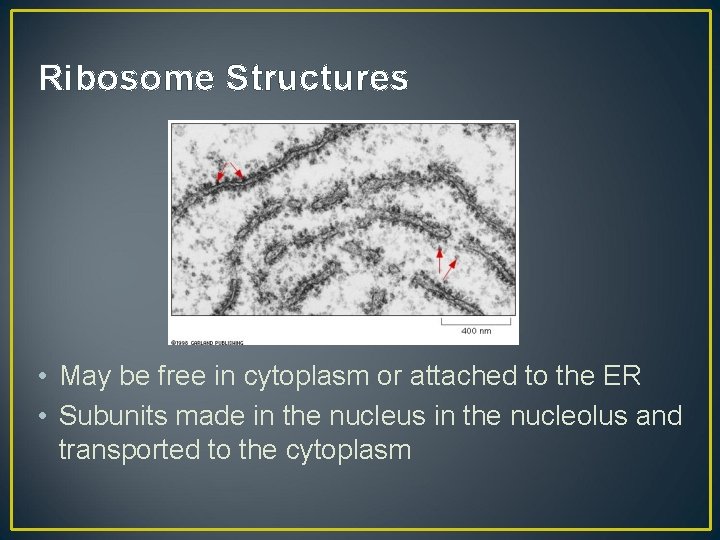 Ribosome Structures • May be free in cytoplasm or attached to the ER •