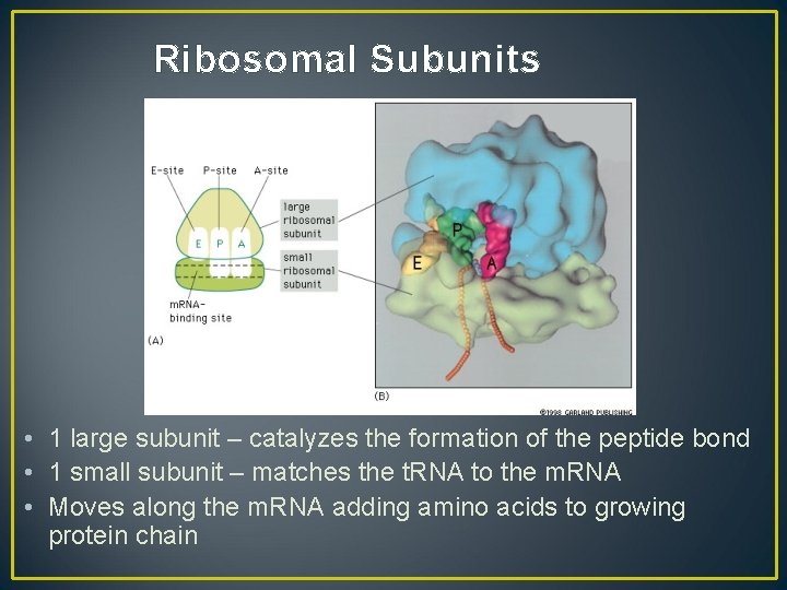 Ribosomal Subunits • 1 large subunit – catalyzes the formation of the peptide bond