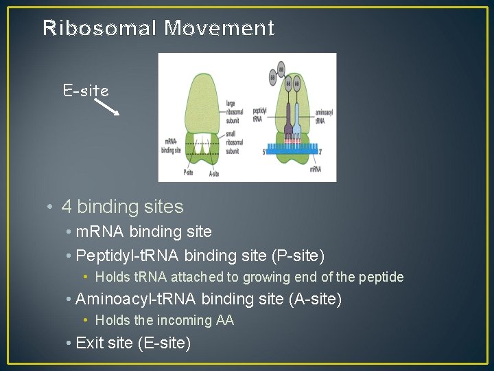 Ribosomal Movement E-site • 4 binding sites • m. RNA binding site • Peptidyl-t.