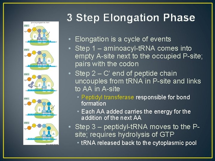 3 Step Elongation Phase • Elongation is a cycle of events • Step 1