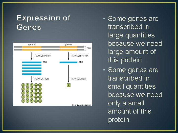 Expression of Genes • Some genes are transcribed in large quantities because we need