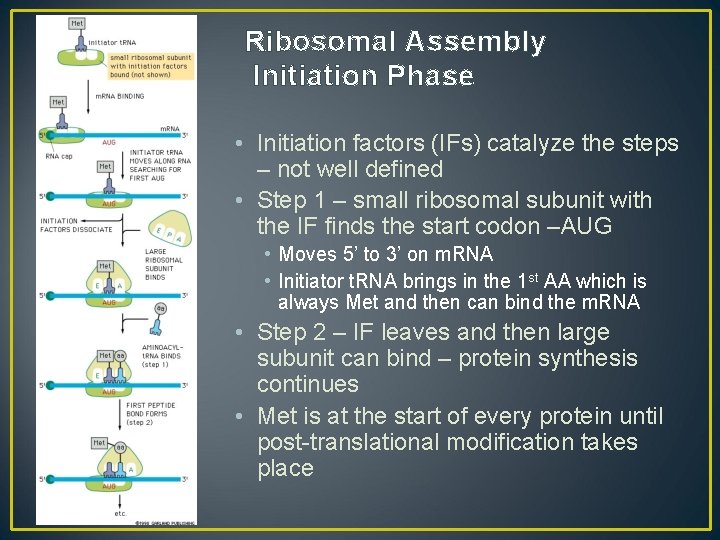 Ribosomal Assembly Initiation Phase • Initiation factors (IFs) catalyze the steps – not well