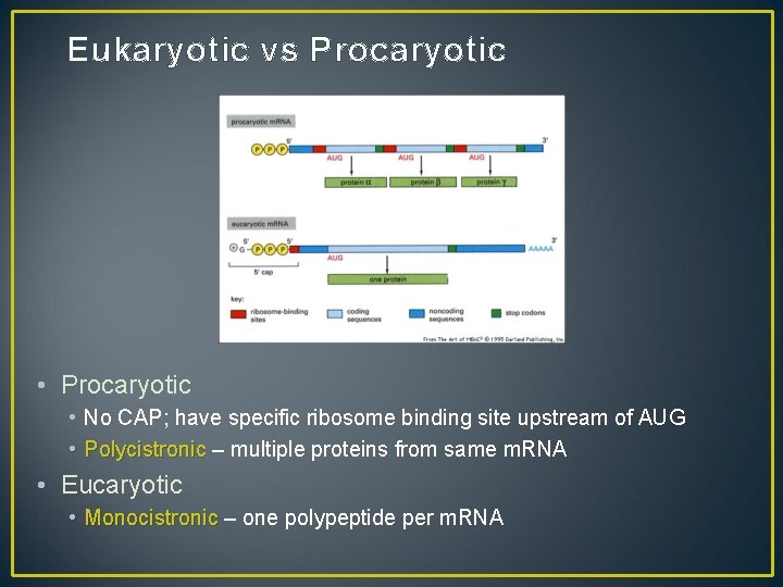 Eukaryotic vs Procaryotic • Procaryotic • No CAP; have specific ribosome binding site upstream