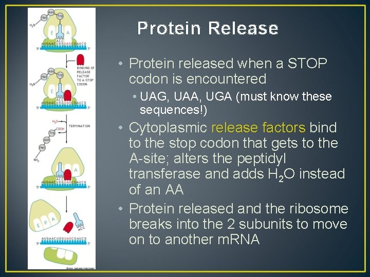 Protein Release • Protein released when a STOP codon is encountered • UAG, UAA,