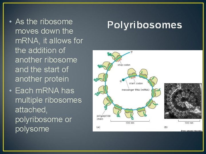  • As the ribosome moves down the m. RNA, it allows for the