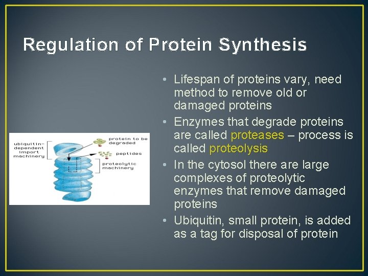 Regulation of Protein Synthesis • Lifespan of proteins vary, need method to remove old