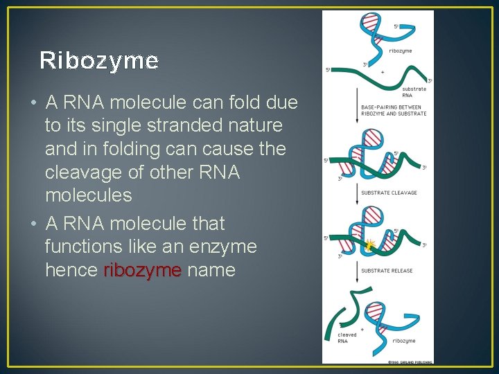 Ribozyme • A RNA molecule can fold due to its single stranded nature and