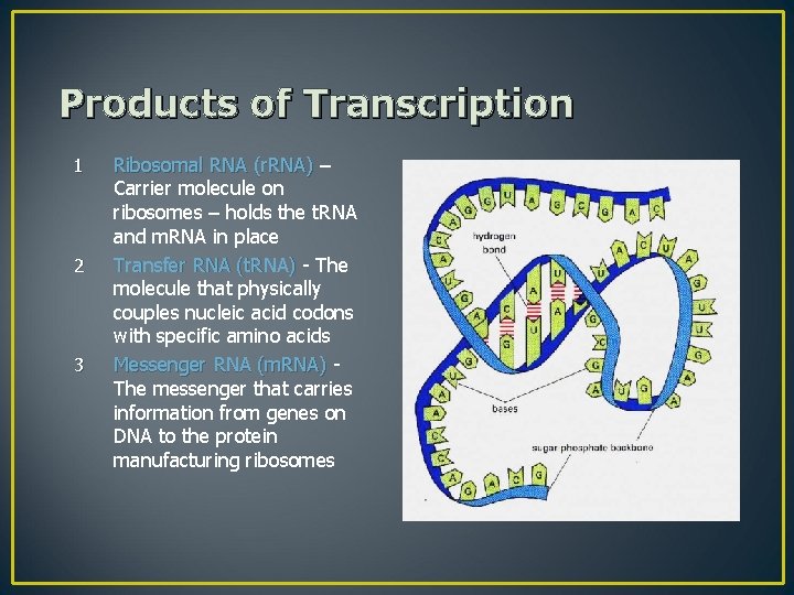 Products of Transcription 1 2 3 Ribosomal RNA (r. RNA) – Carrier molecule on
