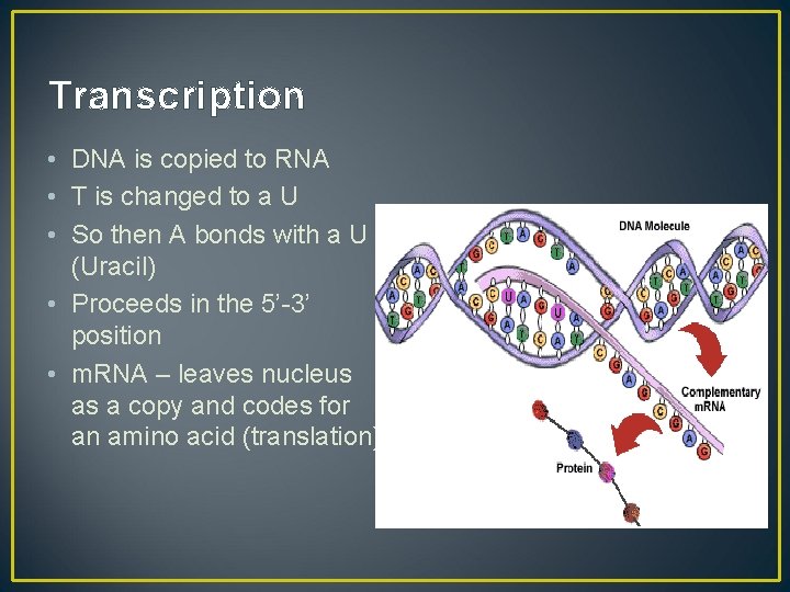 Transcription • DNA is copied to RNA • T is changed to a U