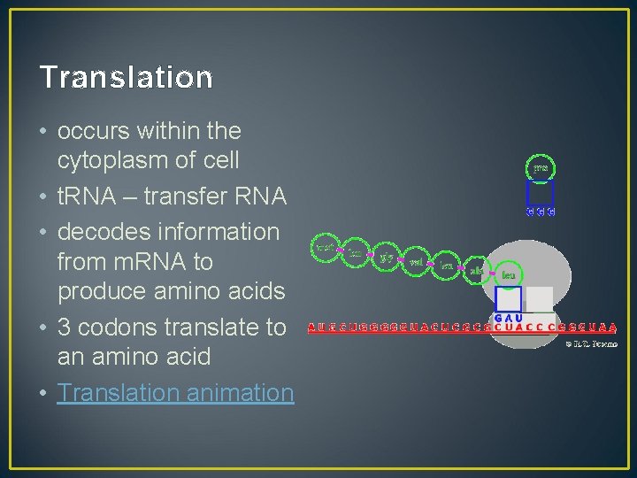 Translation • occurs within the cytoplasm of cell • t. RNA – transfer RNA