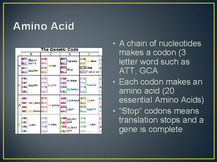 Amino Acid • A chain of nucleotides makes a codon (3 letter word such