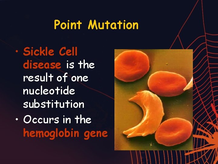Point Mutation • Sickle Cell disease is the result of one nucleotide substitution •