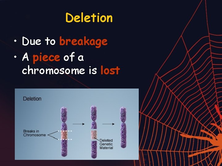 Deletion • Due to breakage • A piece of a chromosome is lost 
