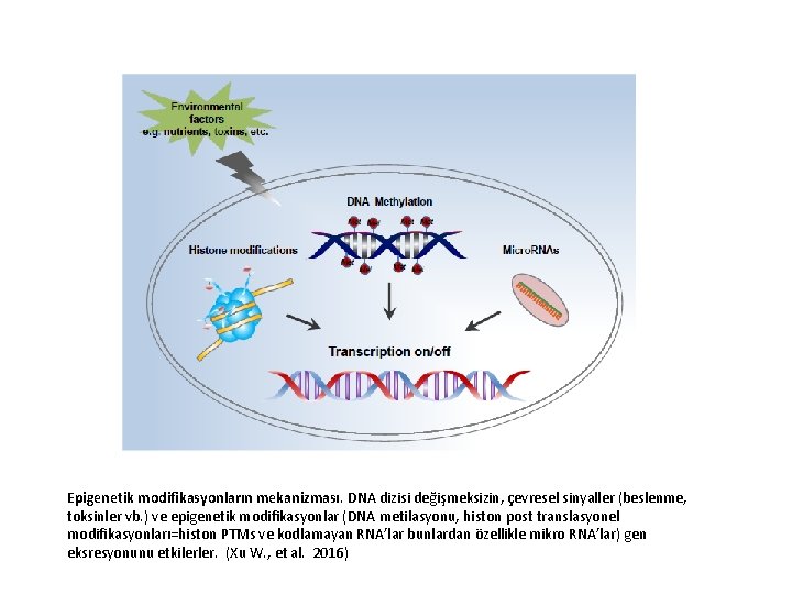 Epigenetik modifikasyonların mekanizması. DNA dizisi değişmeksizin, çevresel sinyaller (beslenme, toksinler vb. ) ve epigenetik