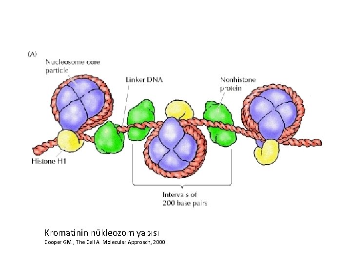 Kromatinin nükleozom yapısı Cooper GM. , The Cell A Molecular Approach, 2000 