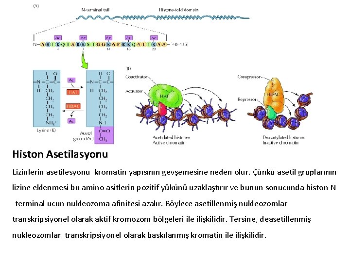 Histon Asetilasyonu Lizinlerin asetilesyonu kromatin yapısının gevşemesine neden olur. Çünkü asetil gruplarının lizine eklenmesi