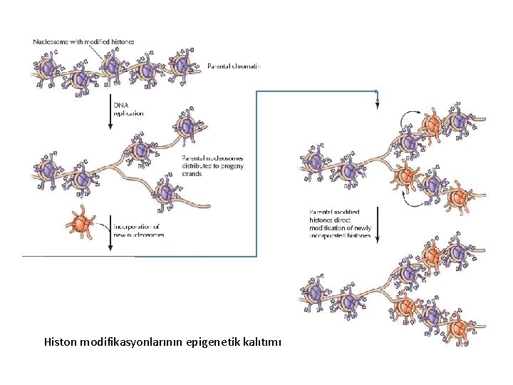 Histon modifikasyonlarının epigenetik kalıtımı 