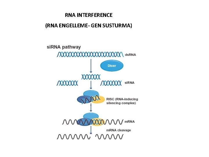 RNA INTERFERENCE (RNA ENGELLEME- GEN SUSTURMA) 