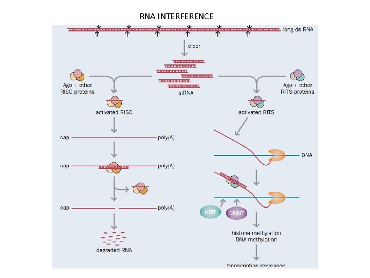 RNA INTERFERENCE 