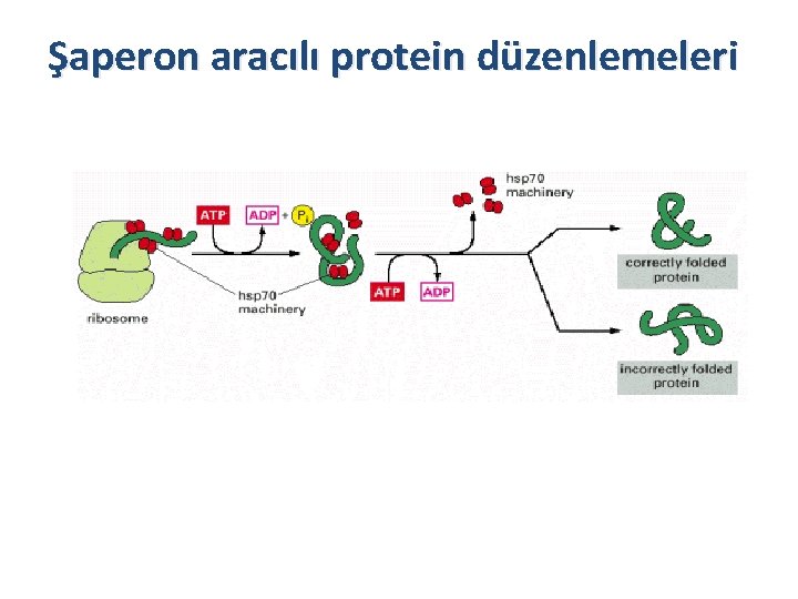 Şaperon aracılı protein düzenlemeleri 