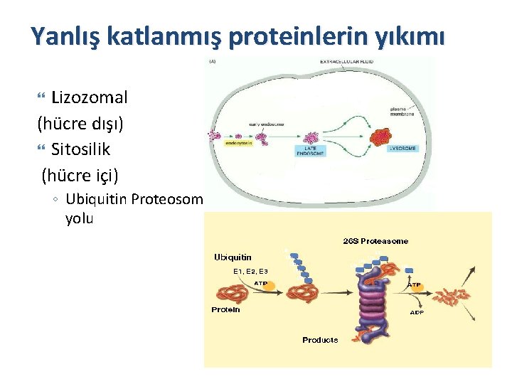 Yanlış katlanmış proteinlerin yıkımı Lizozomal (hücre dışı) Sitosilik (hücre içi) ◦ Ubiquitin Proteosom yolu