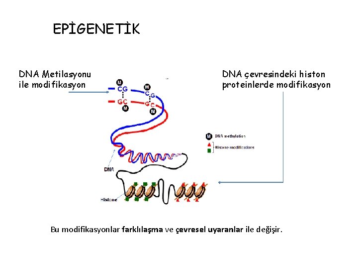 EPİGENETİK DNA Metilasyonu ile modifikasyon DNA çevresindeki histon proteinlerde modifikasyon Bu modifikasyonlar farklılaşma ve