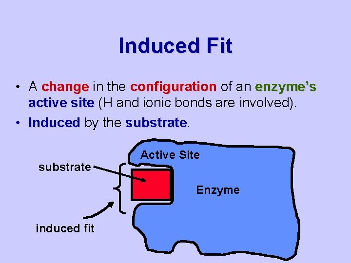 Induced Fit • A change in the configuration of an enzyme’s active site (H