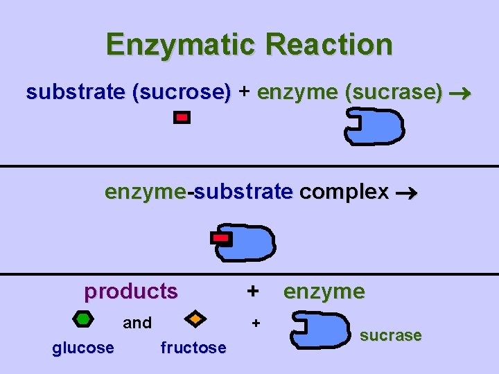 Enzymatic Reaction substrate (sucrose) + enzyme (sucrase) enzyme-substrate complex products and glucose + +