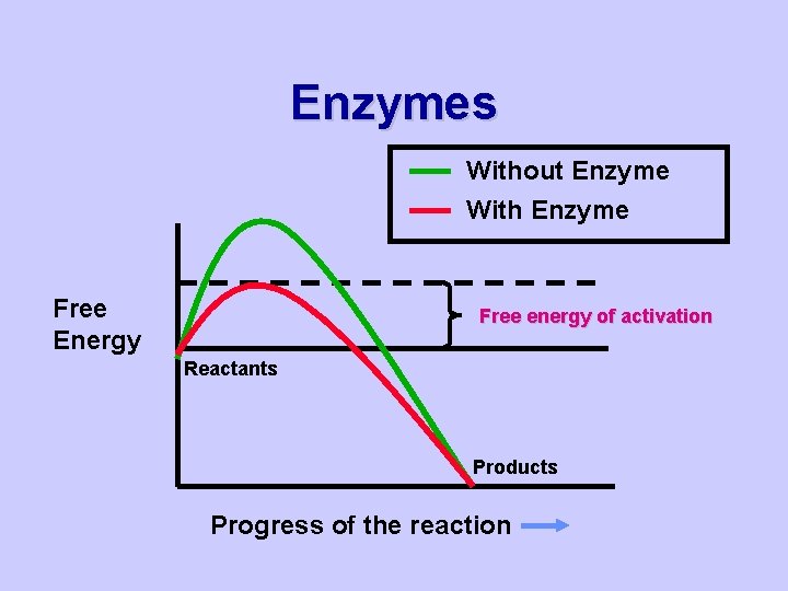 Enzymes Without Enzyme With Enzyme Free Energy Free energy of activation Reactants Products Progress