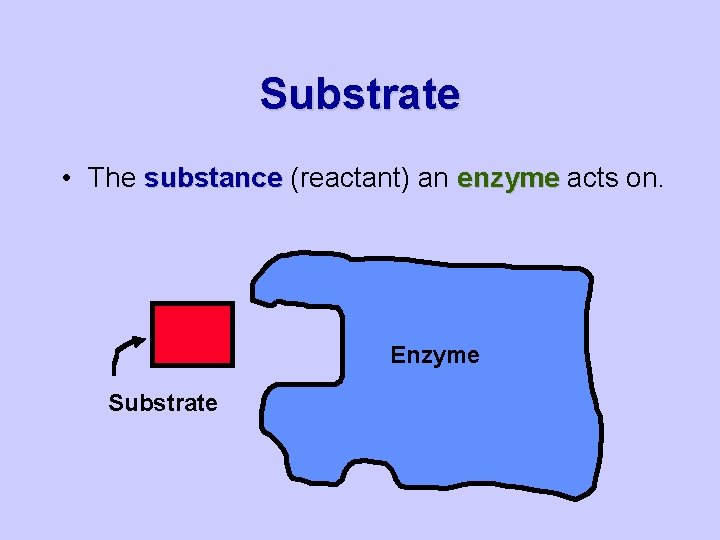 Substrate • The substance (reactant) an enzyme acts on. Enzyme Substrate 