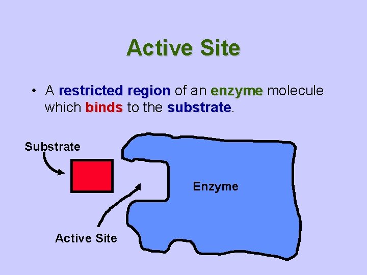 Active Site • A restricted region of an enzyme molecule which binds to the