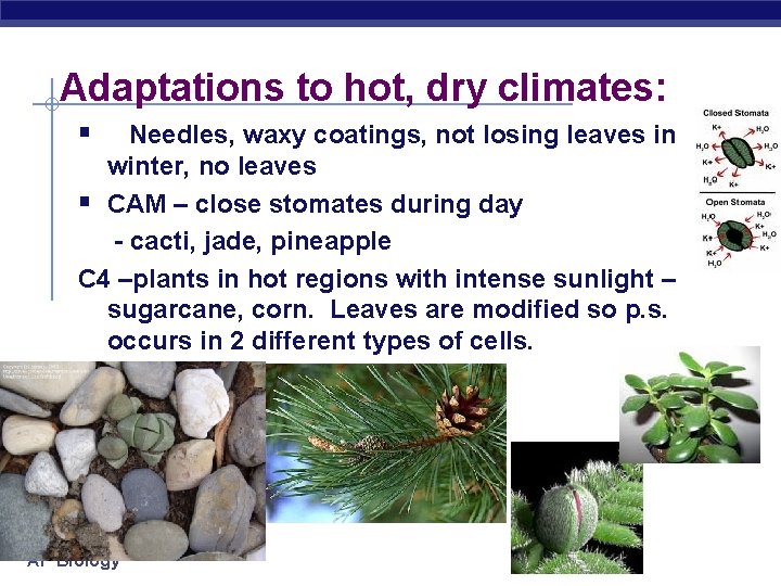 Adaptations to hot, dry climates: § Needles, waxy coatings, not losing leaves in winter,