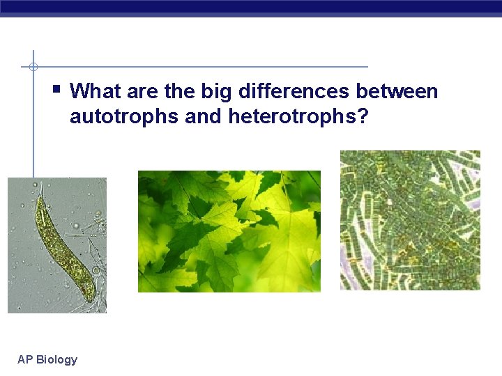 § What are the big differences between autotrophs and heterotrophs? AP Biology 