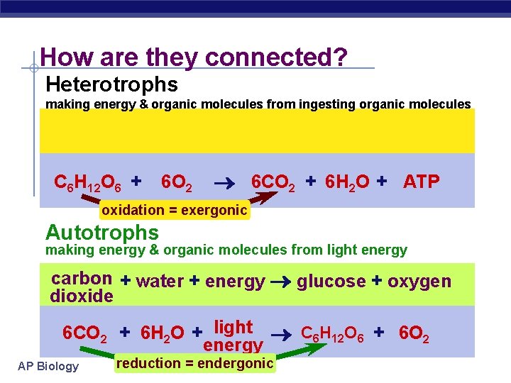 How are they connected? Heterotrophs making energy & organic molecules from ingesting organic molecules
