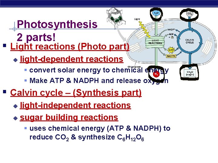 Photosynthesis 2 parts! § Light reactions (Photo part) u light-dependent reactions § convert solar