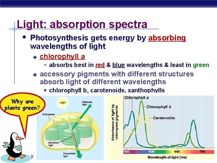 Light: absorption spectra § Photosynthesis gets energy by absorbing wavelengths of light u chlorophyll