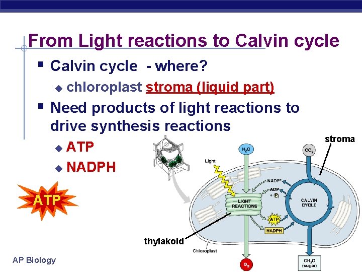 From Light reactions to Calvin cycle § Calvin cycle - where? u chloroplast stroma