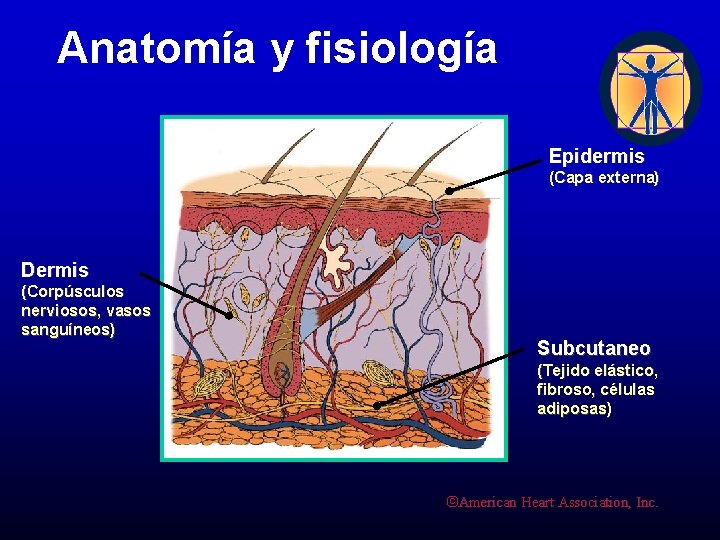 Anatomía y fisiología Epidermis (Capa externa) Dermis (Corpúsculos nerviosos, vasos sanguíneos) Subcutaneo (Tejido elástico,