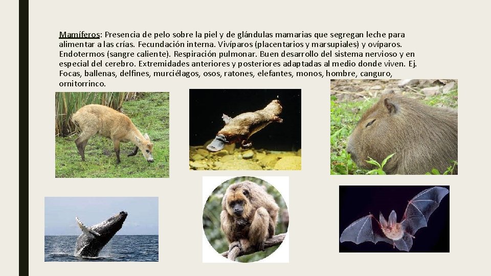 Mamíferos: Presencia de pelo sobre la piel y de glándulas mamarias que segregan leche