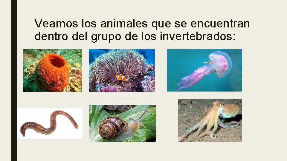 Veamos los animales que se encuentran dentro del grupo de los invertebrados: 