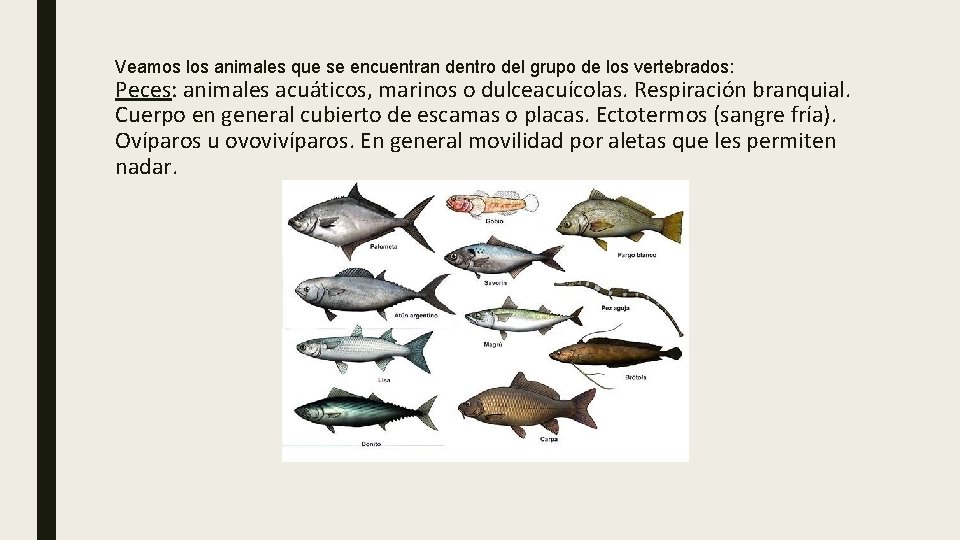 Veamos los animales que se encuentran dentro del grupo de los vertebrados: Peces: animales